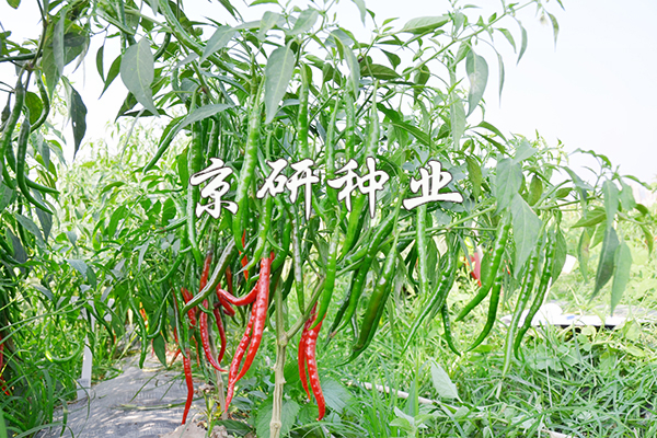 丘北辣1號